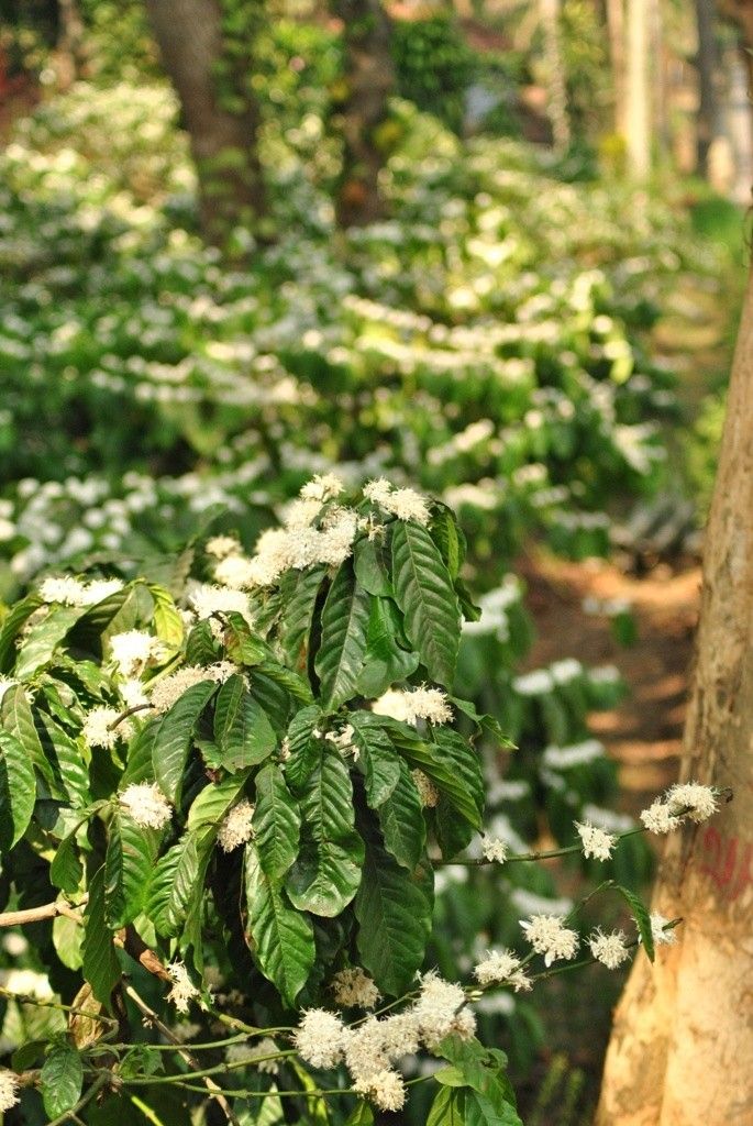Guided Plantation Tour